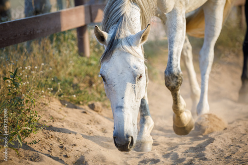 beautiful gray mare horse sniffing sand in paddock in evening sunlight in summer