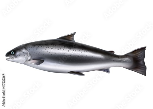 Whole salmon fish vector realistic isolated illustration. Raw red fish or trout.