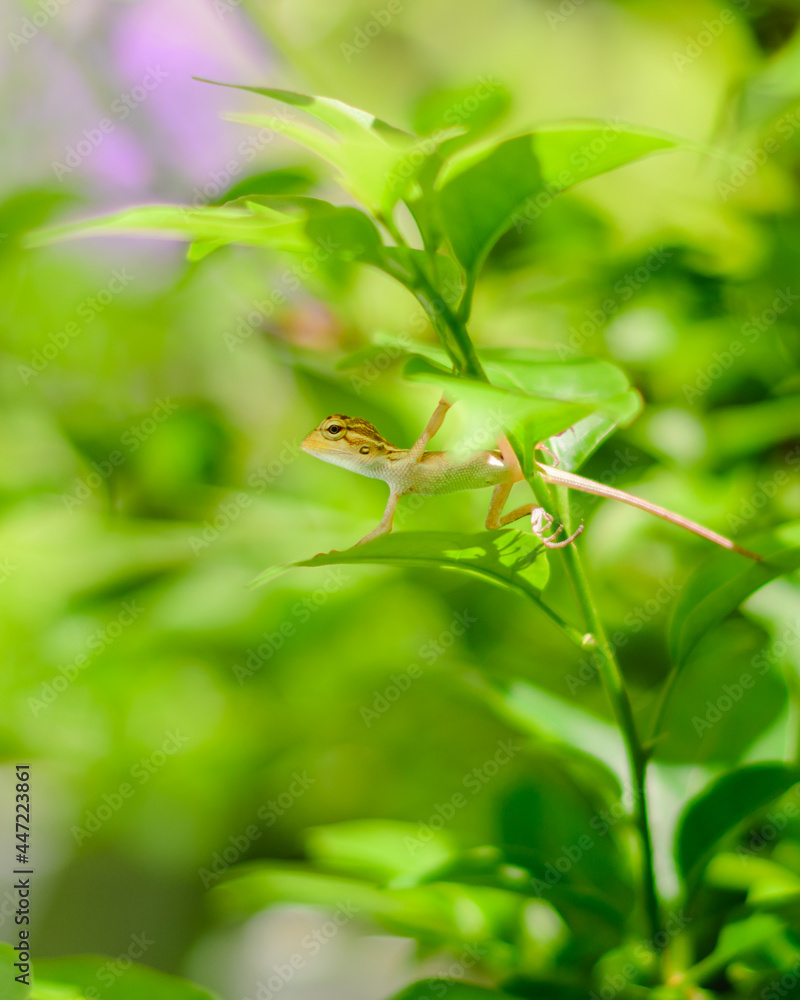 Cute newborn baby garden lizard on a tree branch and watchful. Under the shade of a leaf.