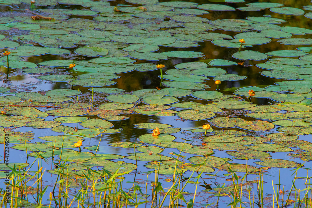 Water surface in the lake with leaves Water surface in the lake with leaves