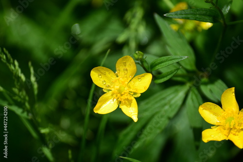 yellow flower