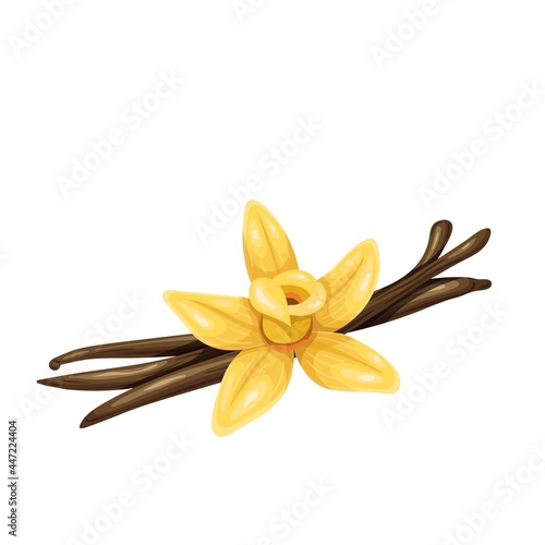 Vanilla flower with dried vanilla pods.Aromatic seasoning ingredient. Isolated vector illustration in cartoon style.