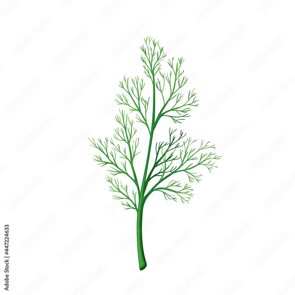 Fototapeta premium Green dill, vegetarian food, healthy menu. Herbs spice, salad and meals. Isolated vector illustration in cartoon style.