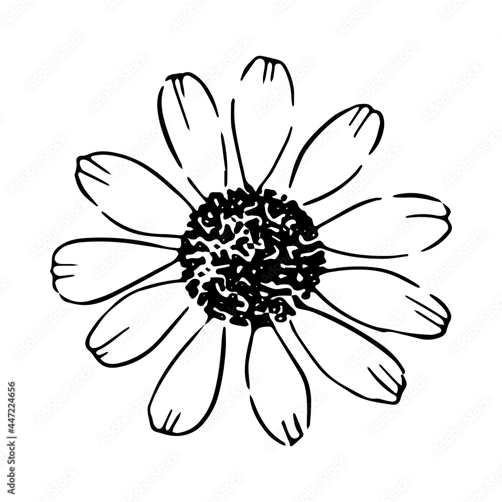 Daisy hand drawn illustration. Line art. Isolated on white background. Daisy hand drawn illustration. Line art. Isolated on white background.