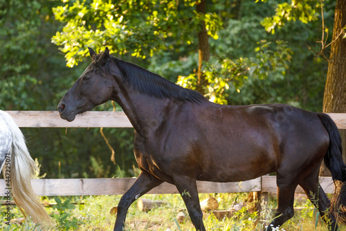 portrait of beautiful draft black mare horse running alongside fence on forest background in evening sunlight in summer