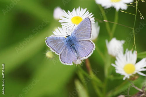 Motyl na kwiecie ,motyl na łące ,kolorowy motyl ,makro świat © LBanacki