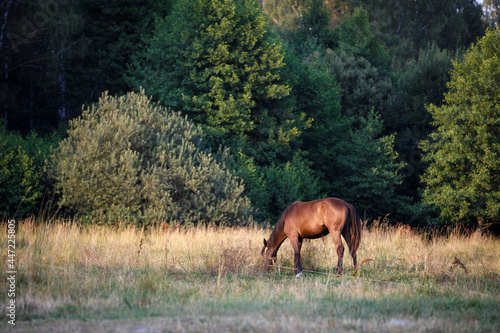 horse eating grass on a leash in green meadow in the evening in summer © vprotastchik
