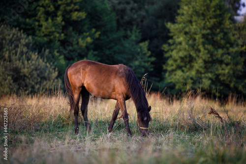 horse eating grass on a leash in green meadow in the evening in summer