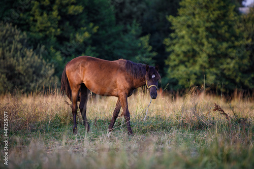 horse on a leash in green meadow in the evening in summer