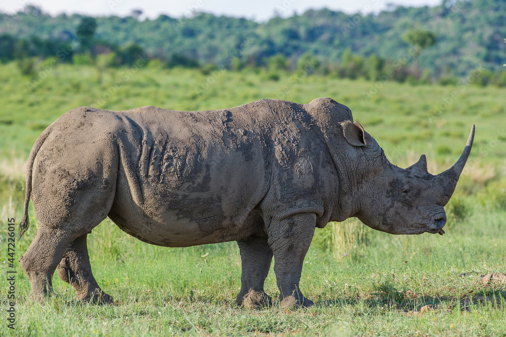 Fototapeta premium Side view of a Rhino