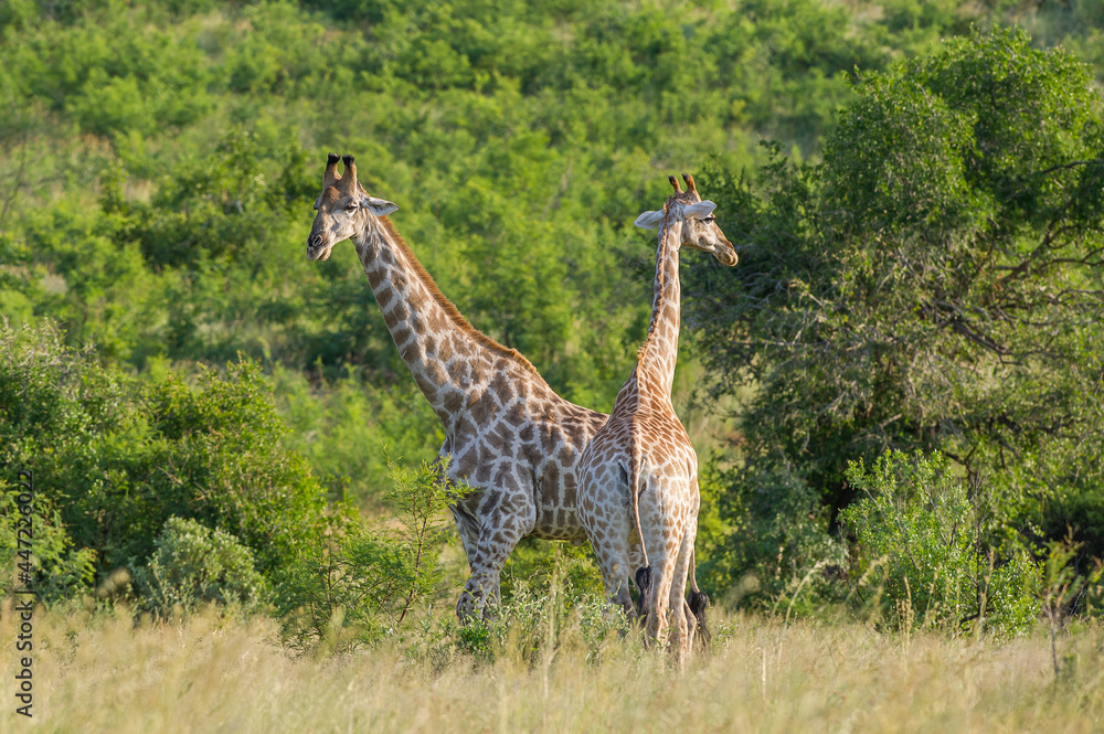 Obraz premium Two Giraffe in the Bushveld