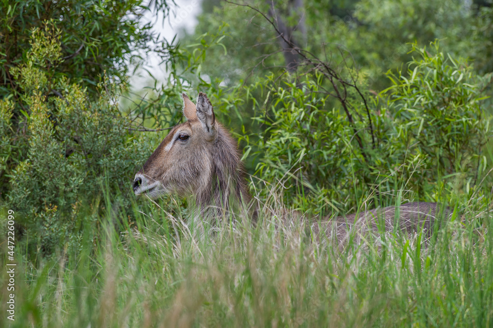 Fototapeta premium Female Waterbuck in the Bush