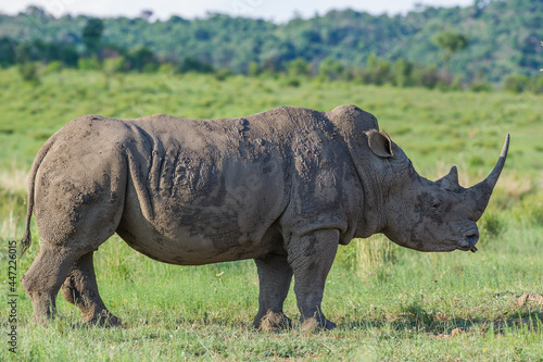 Side view of a Rhino