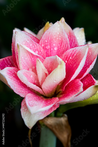 Close-up of a blooming red Hippeastrum flower, stamen pollen close-up