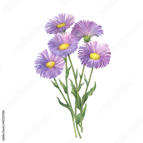 Bouquet with Erigeron glabellus flowers. (Erigeron speciosus known as garden, aspen, showy, prairie, streamside fleabane). Watercolor hand drawn painting illustration isolated on white background.