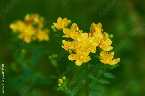 Photos Echtes Johanniskraut (Hypericum perforatum)