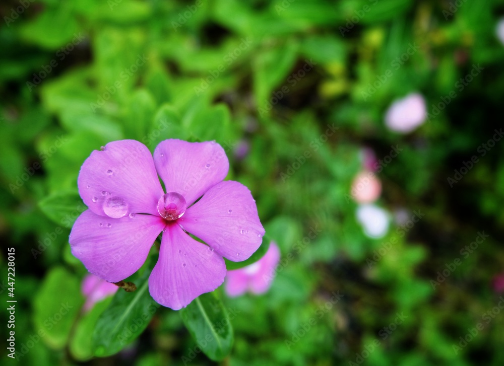 rain drops on flower
