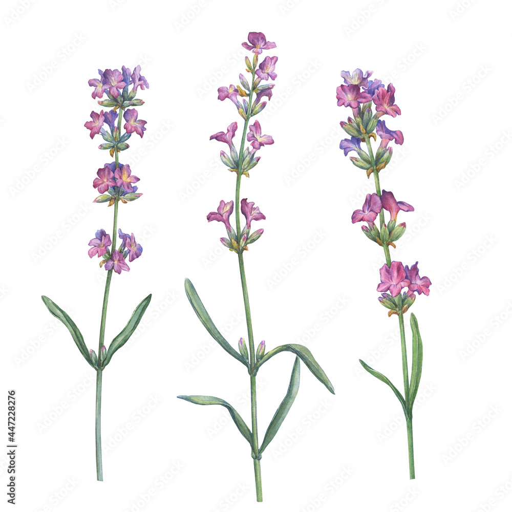 Naklejka premium Set with purple flower of lavender ( known as Lavandula). Watercolor hand drawn painting illustration isolated on white background.