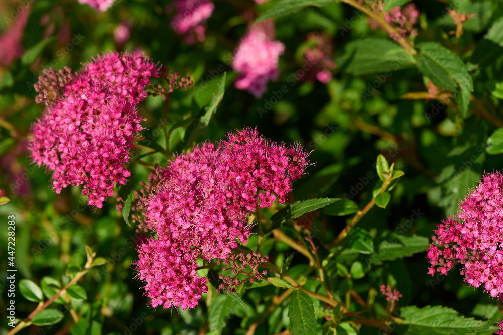 Sommerspiere, Japanischer Spierstrauch (Spiraea japonica) Sommerspiere, Japanischer Spierstrauch (Spiraea japonica)