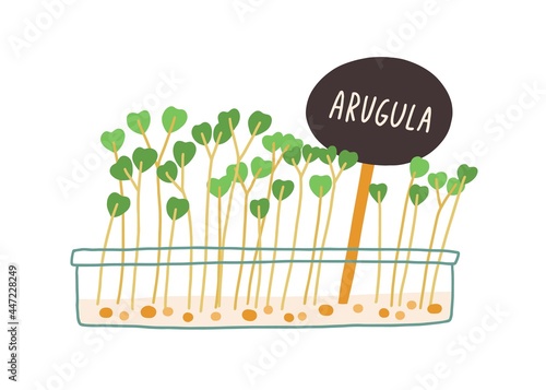 Arugula microgreens growing in container. Rucola micro greens with plant label tag. Green fresh sprouts and seedlings in pot. Flat vector illustration of ruccola isolated on white background