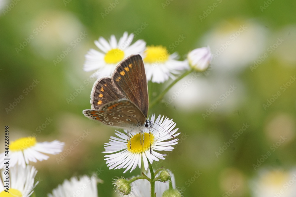 Motyl na kwiecie ,wielobarwny motyl ,owad , flora i fauna Motyl na kwiecie ,wielobarwny motyl ,owad , flora i fauna