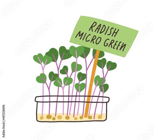 Fresh radish micro greens in container. Sprouts of microgreens growing in pot. Organic herb seedlings. Flat vector illustration of small leafy vegetable shoots isolated on white background