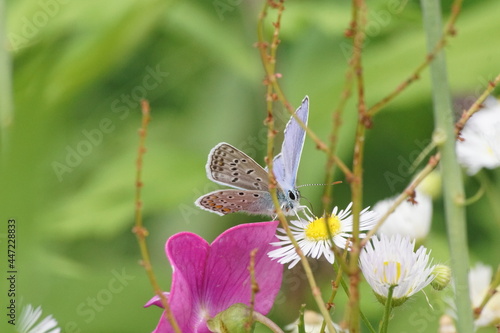 Motyl na kwiecie ,wielobarwny motyl ,owad , flora i fauna