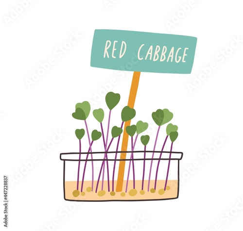 Microgreens of red cabbage growing in container with plant label. Micro greens seedlings in pot. Fresh herb sprouts. Organic shoots of microsprouts. Flat vector illustration isolated on white