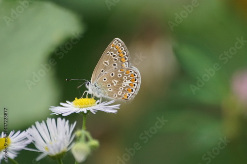 Motyl na kwiecie ,wielobarwny motyl ,owad , flora i fauna © LBanacki