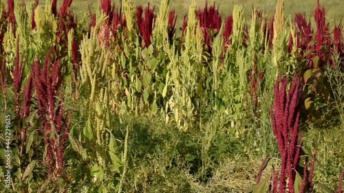 Video clip of a Quinoa field with red plants on a sunny day, Quinoa grows in the Andes of South America. Very colorful video footage of the plants in red, yellow, brown, and green