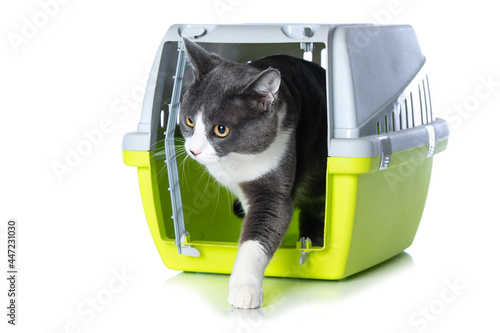 Cute cat in a transport box isolated on white background