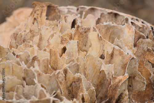 a close-up of the inside of an african elephant skull showing honeycomb bone structure of the air cavities, Kenya