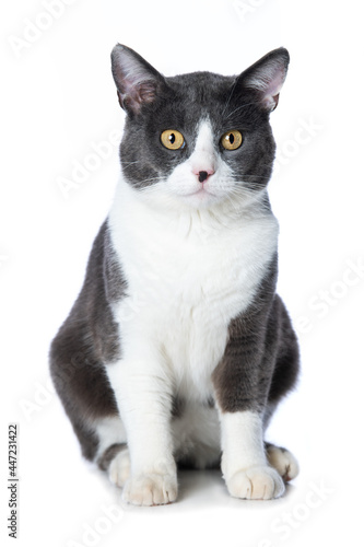 Cute cat isolated on white background