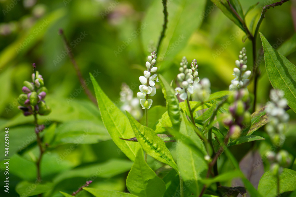 ヒロハセネガの花 生薬名:セネガ 学名:Polygala senega var.latifolia ヒロハセネガの花 生薬名:セネガ 学名:Polygala senega var.latifolia