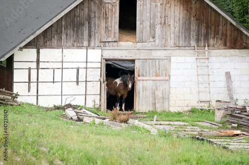 Drewniana stodoła stajnia z dwukolorowym koniem w drzwiach wrotach