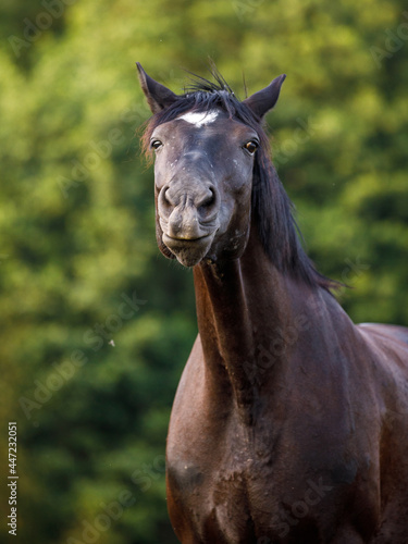 closeup portrait of funny black mare draft horse in the evening sunlight on green forest background in summer