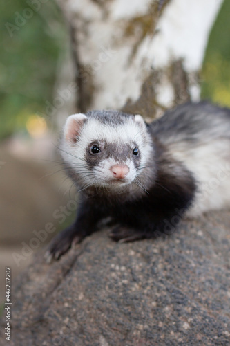 Ferret on big stone in park