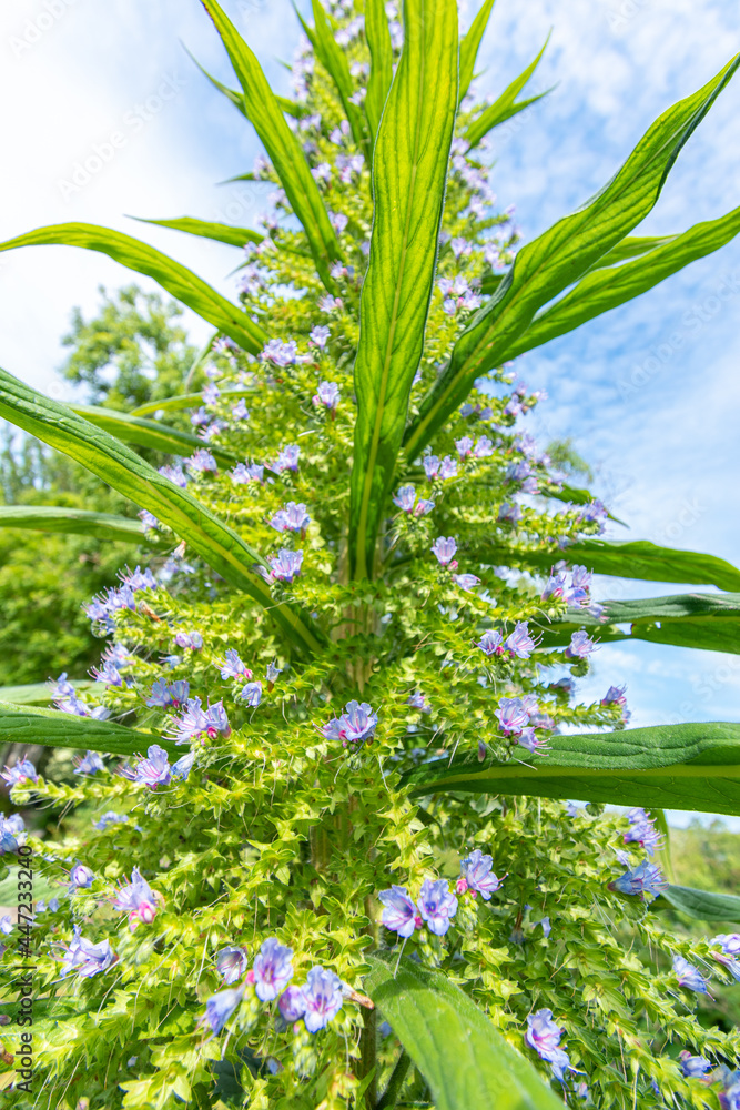 Purple Echium pininana tree against blue sky. Purple Echium pininana tree against blue sky.