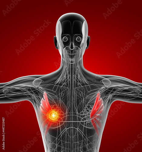 3d rendering medical  illustration of the serratus anterior photo