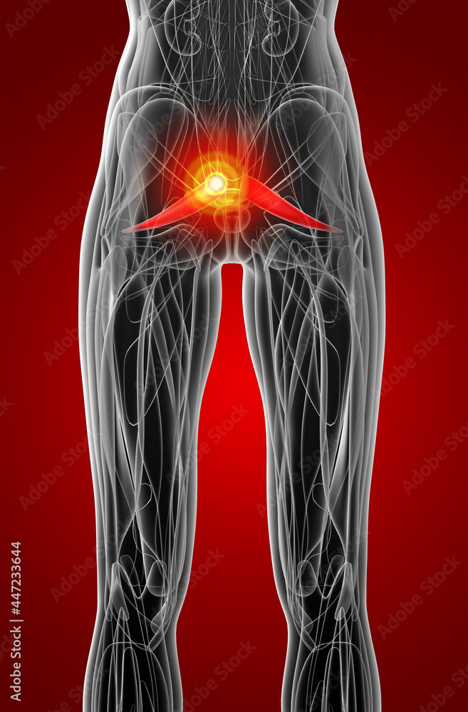 3d rendering medical illustration of the piriformis 3d rendering medical illustration of the piriformis