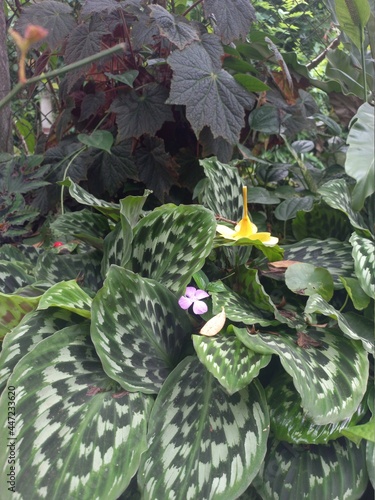 green color plants in the garden , different color and different shape leaves , spinach 
