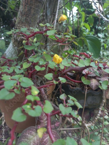 yellow color orchid flowers in the garden 