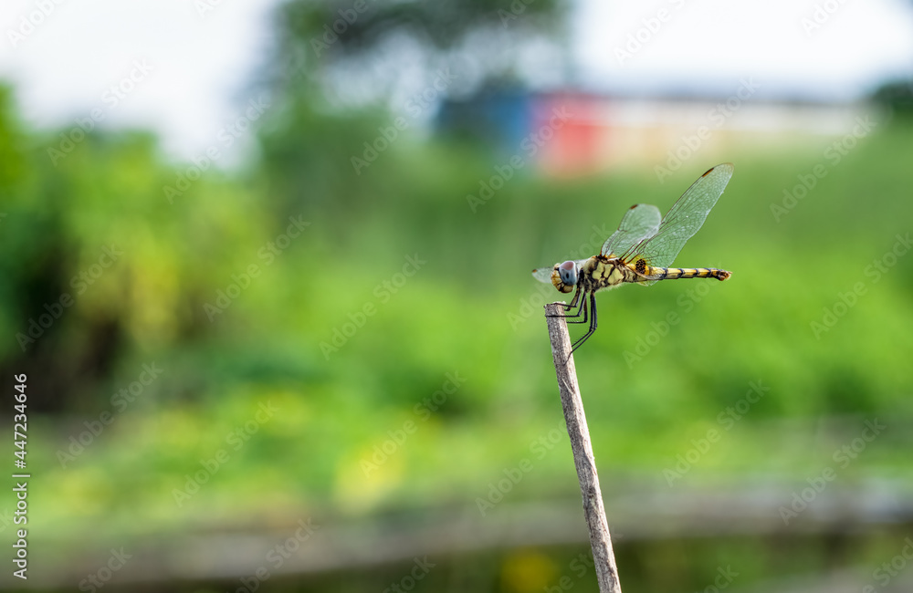 Yellow dragonfly with black marks on the body resting on a dead tree branch