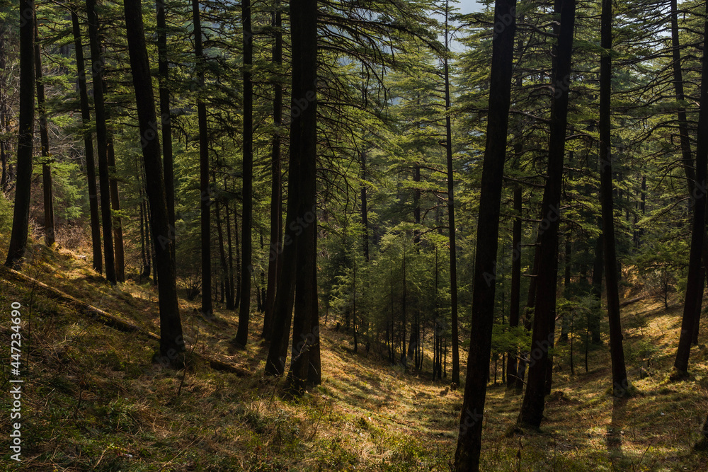 walk in the woods shimla