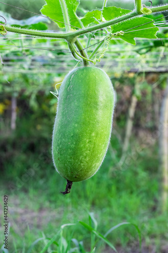Winter melon squash close up hanging under the loft inside of an agricultural farm