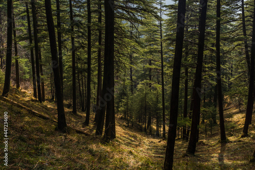 walk in the woods shimla © Abhishek