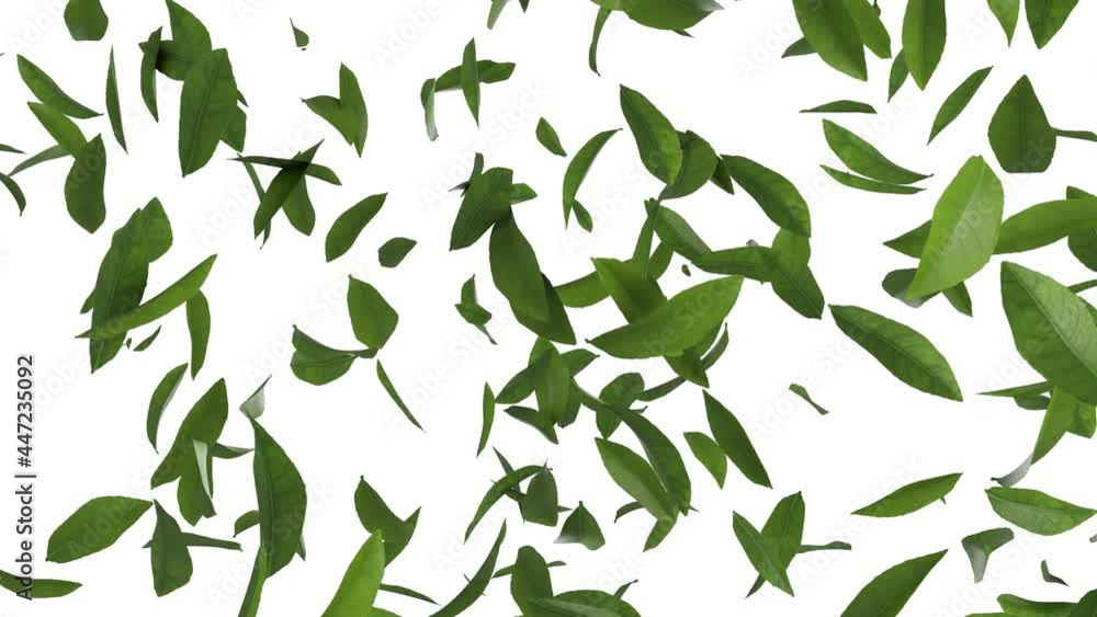 3D animation of green tea leaves flow with alpha layer 3D animation of green tea leaves flow with alpha layer