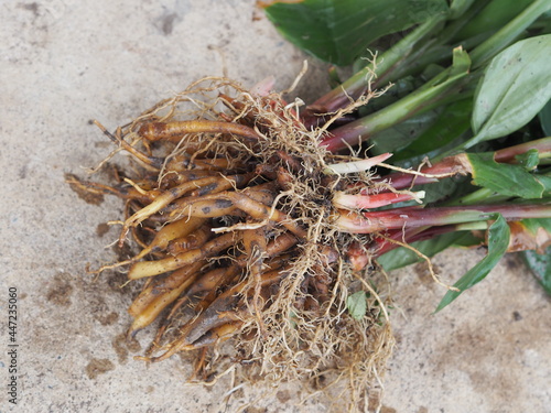 Bild auf Leinwand Krachai, Boesenbergia rotunda fingerroot, lesser galangal ginger, culinary herb