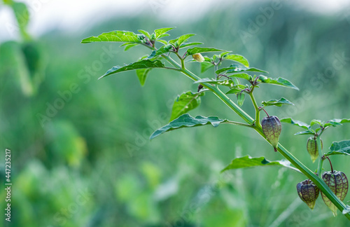 Fototapeta Naklejka Na Ścianę i Meble -  Organic raw cape gooseberry or ground cherry on a small tree close