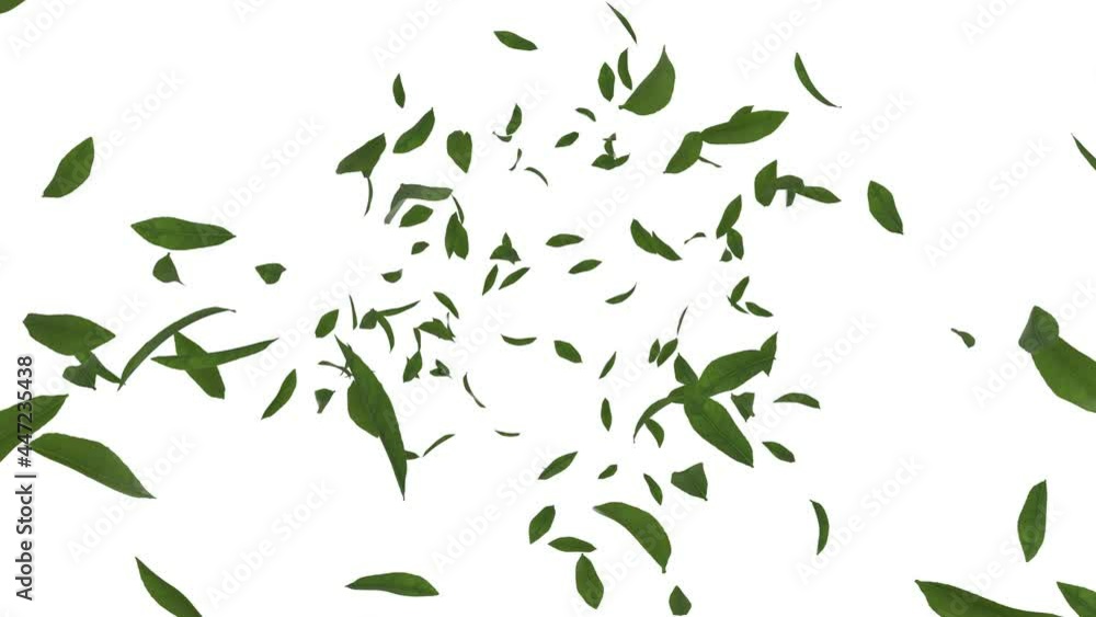 3D animation of green tea leaves flow with alpha layer